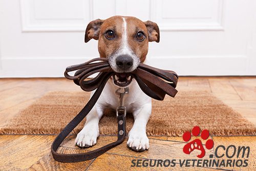 comparador seguros mascotas - Seguros Veterinarios