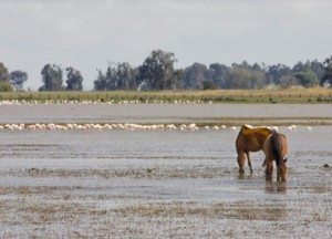 Comarca de Doñana doñana 300x216 - Comarca de Doñana