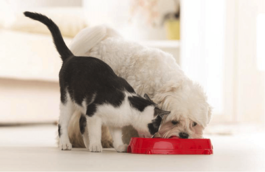 Alimentación mascotas
